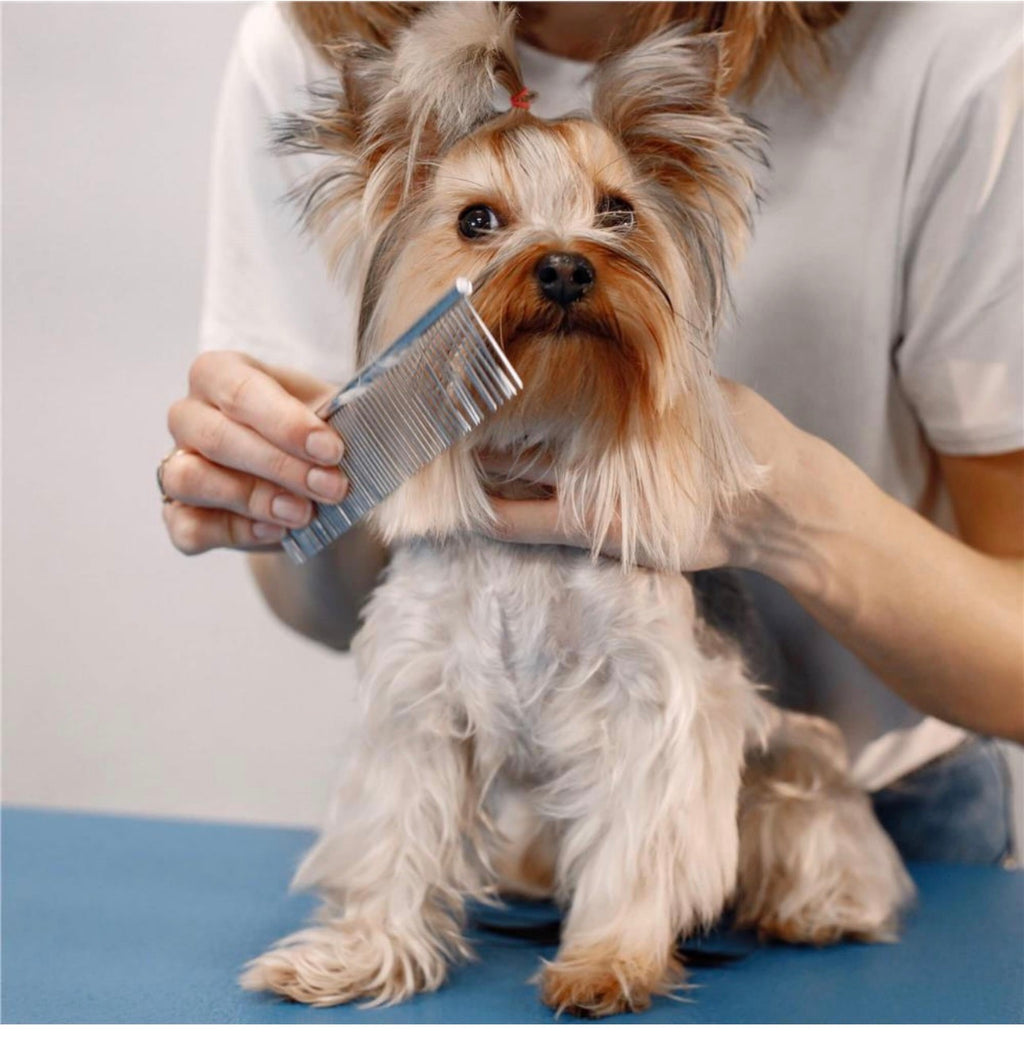 Pet Care Set 4 Grooming Scissors Accessories