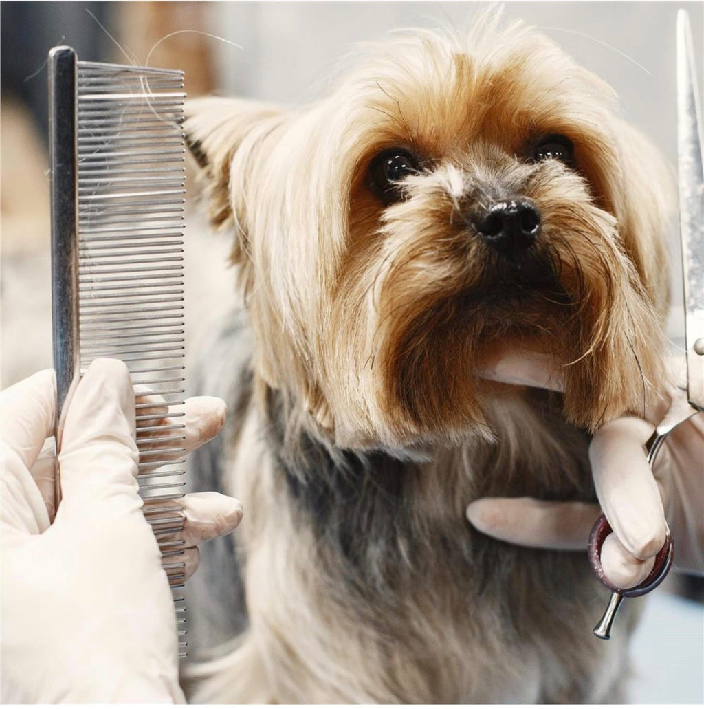 Pet Care Set 4 Grooming Scissors Accessories