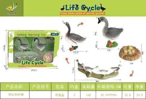 Εκπαιδευτικό σετ Πάπιες - Life Cycle - 161112